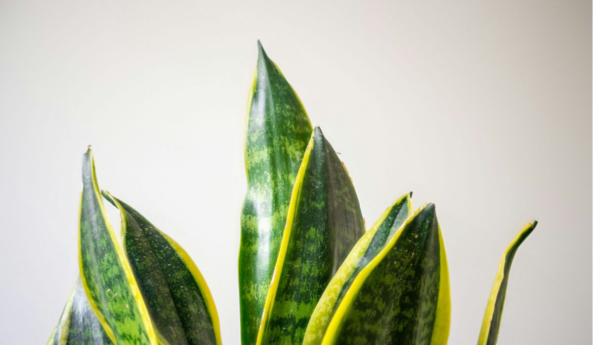 wp-content/uploads/2024/07/the-blowup-ts4-nFxV0zQ-unsplash-scaled.jpg